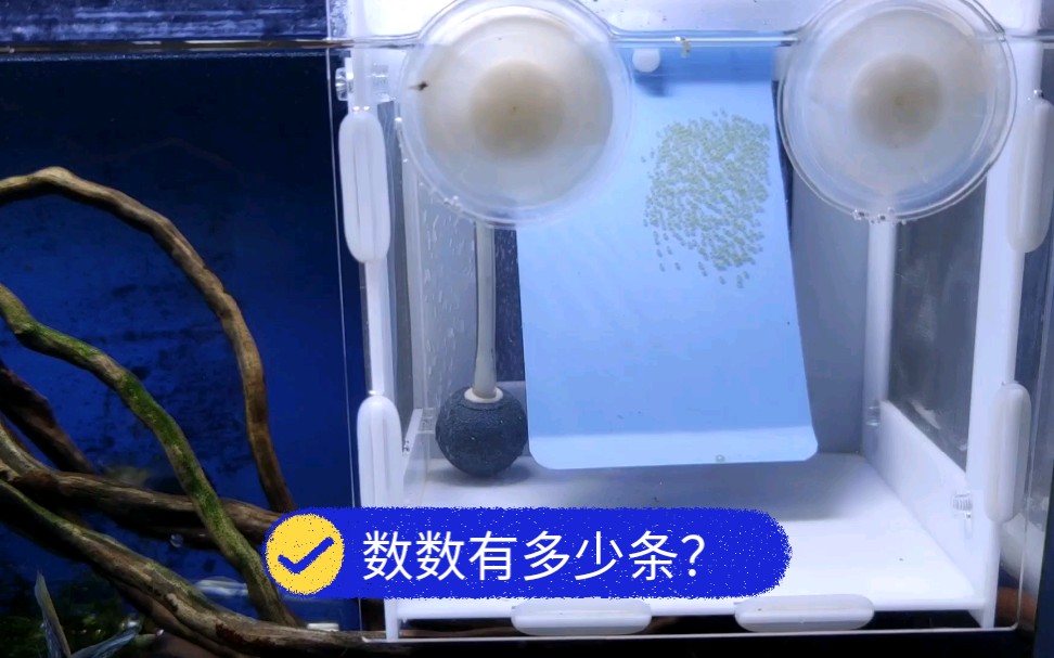 下班回家发现燕鱼繁殖了提板放进隔离盒里单独孵化