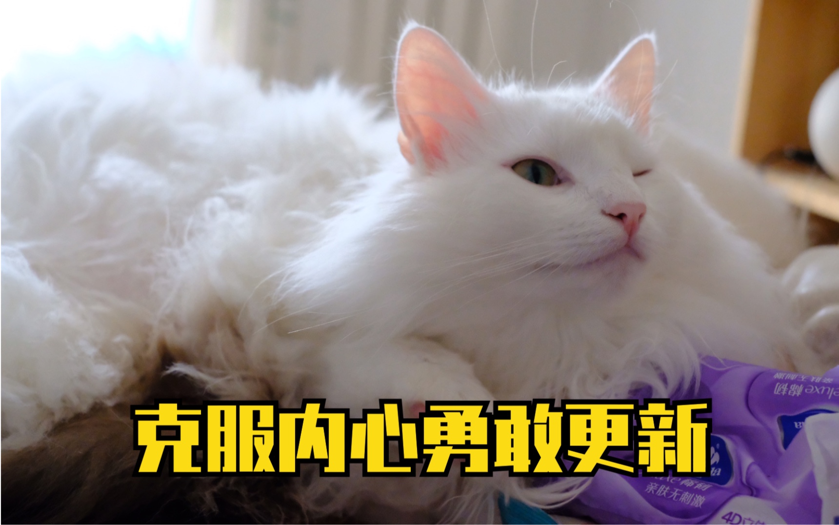 【挪威森林猫】【布偶猫】克服了多年的懒癌,终于把六个视频剪出来了!哔哩哔哩bilibili