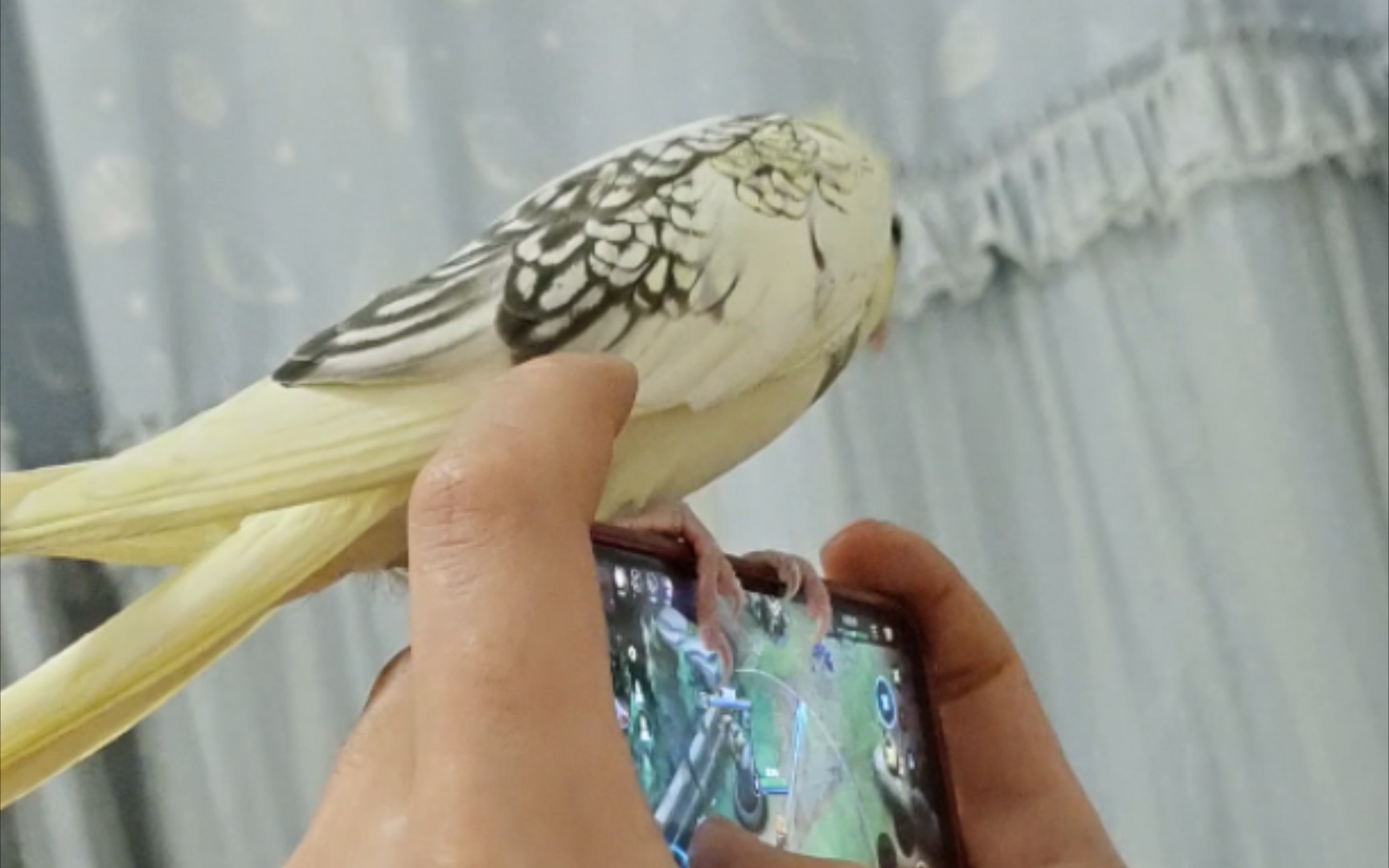 《玄凤鹦鹉》挨揍与不挨揍之间疯狂试探的鸟子