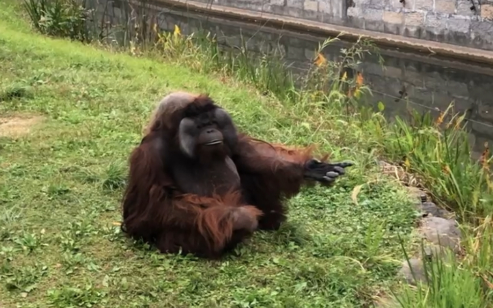 库存上海野生动物园的红猩猩