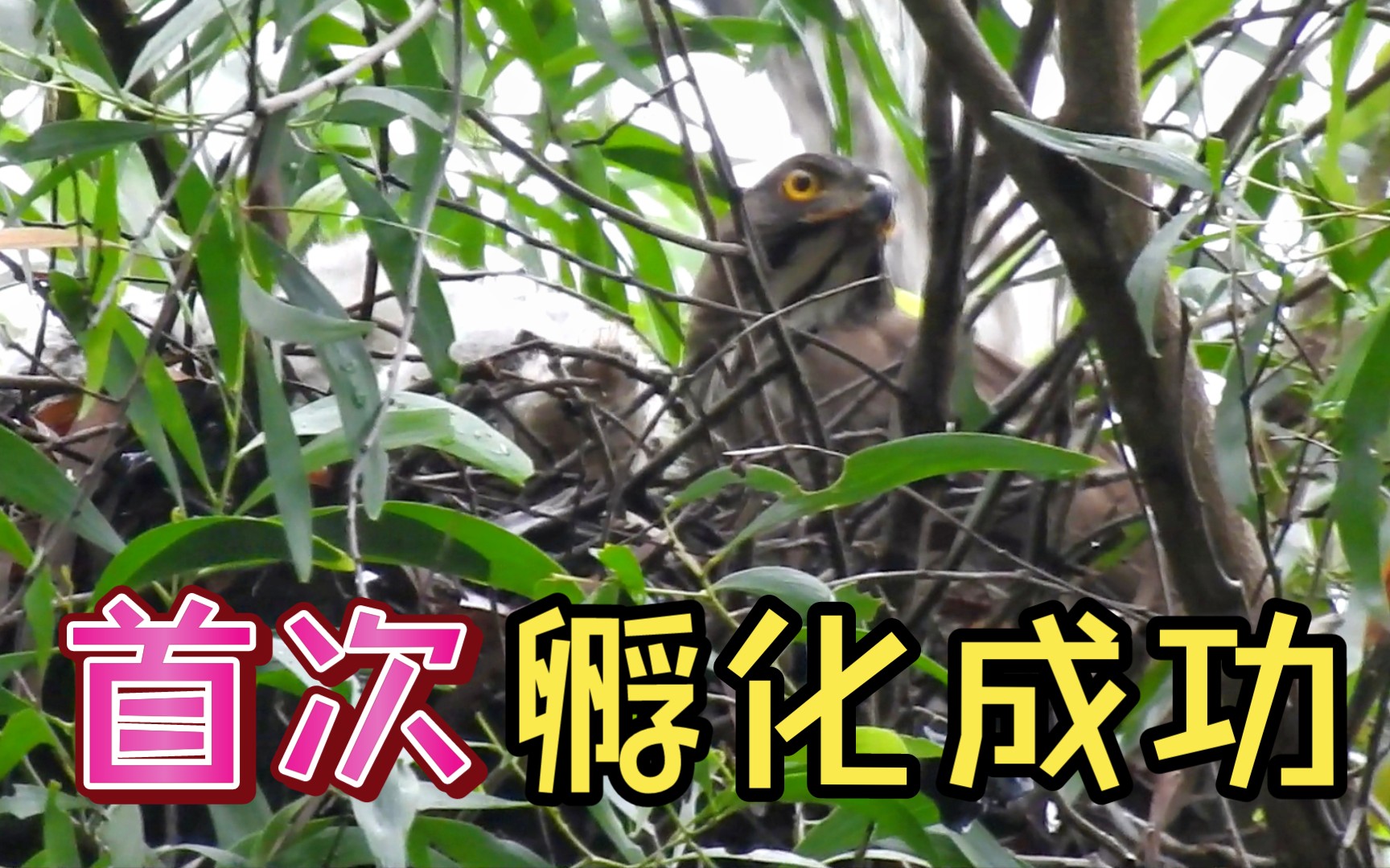 凤头鹰幼崽成功孵化! 近5年来最接近繁殖成功的一次!