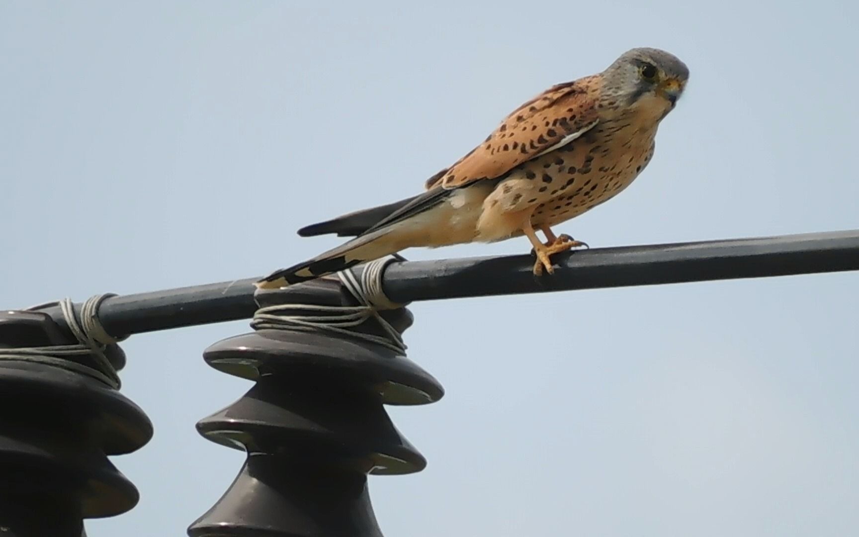 每天都见的红隼公鸟