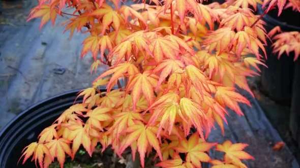 叶子能看一整年要花做什么日本枫树茜