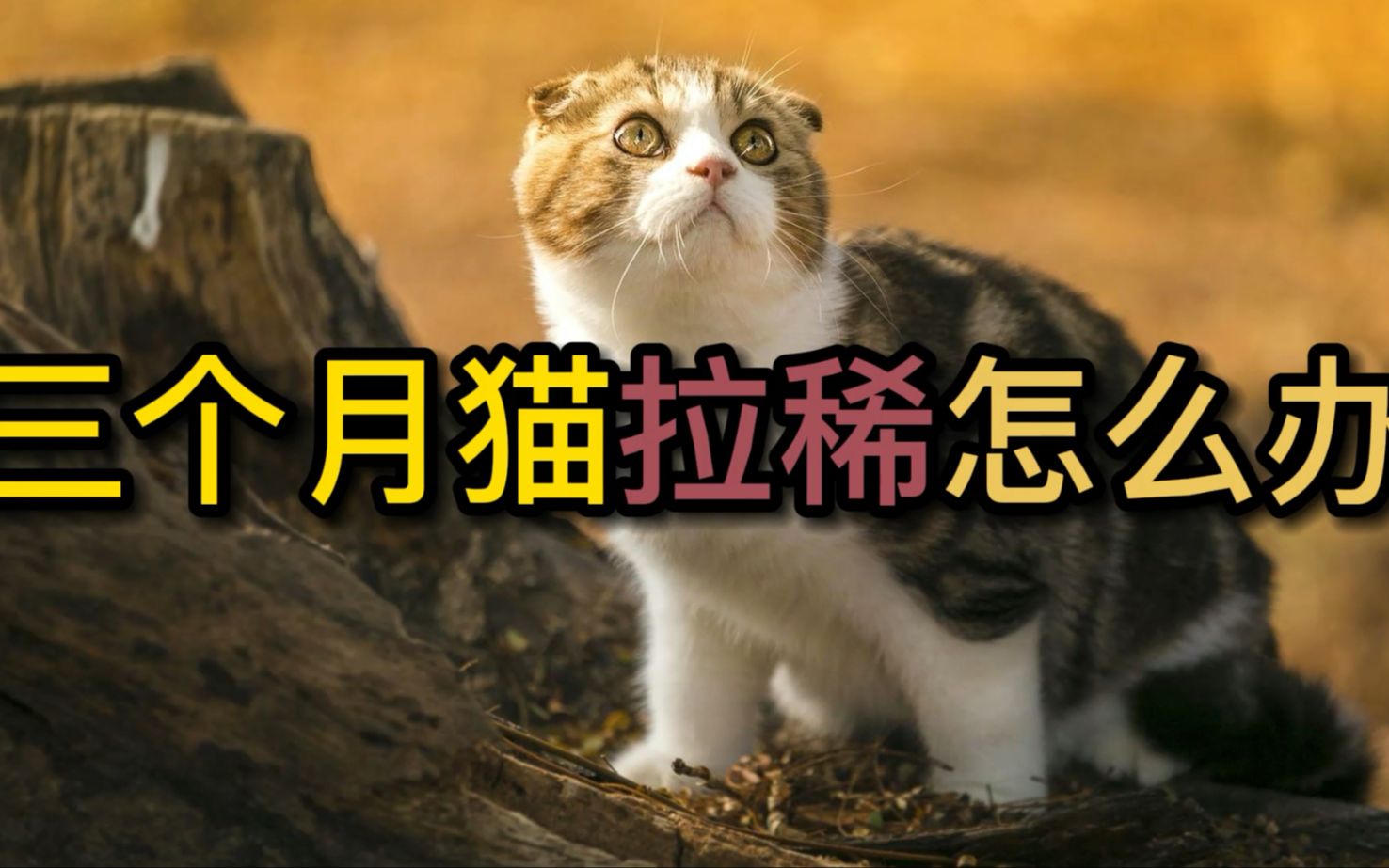 三个月猫拉稀怎么办哔哩哔哩bilibili