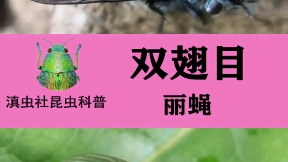 家庭常见昆虫——丽蝇哔哩哔哩bilibili