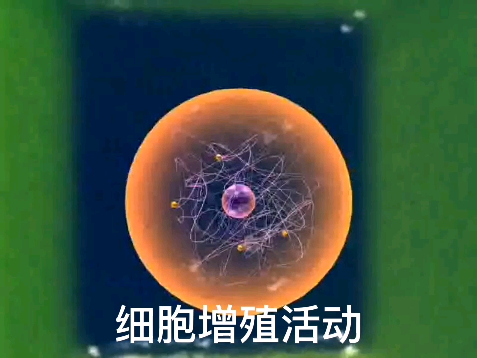 ⚡⚡植物细胞的有丝分裂⚡⚡哔哩哔哩bilibili