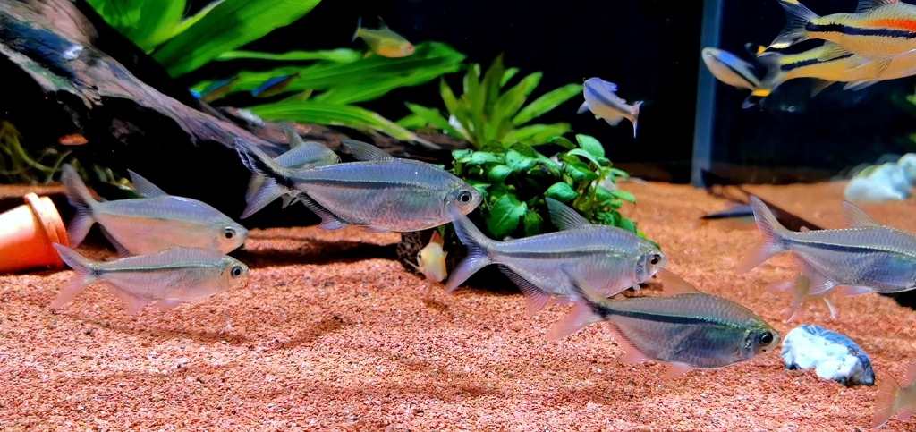 鱼缸中的元老,黑尾大勾