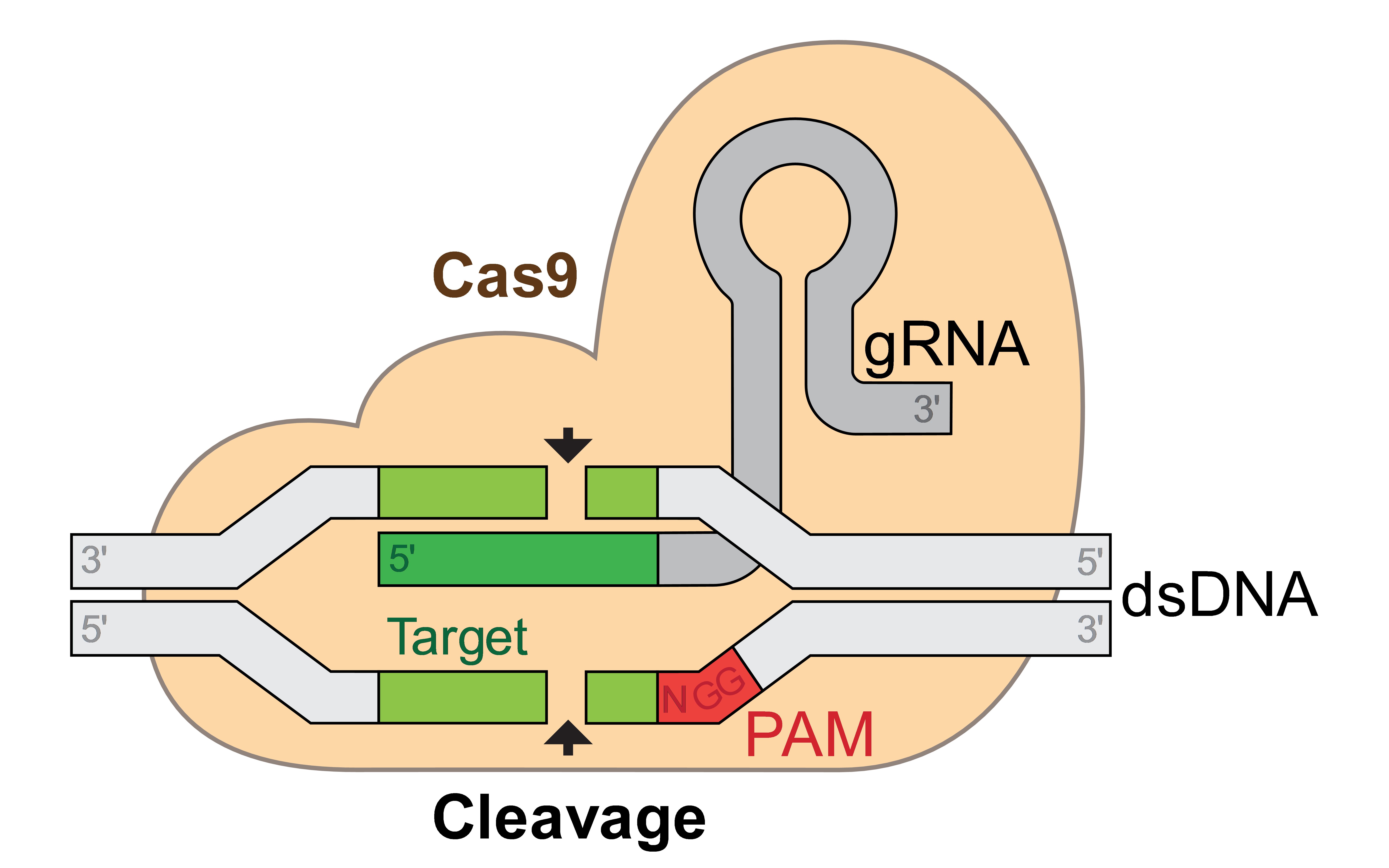 CRISPRCas9基因编辑基础知识唯问生物Justscience哔哩哔哩bilibili