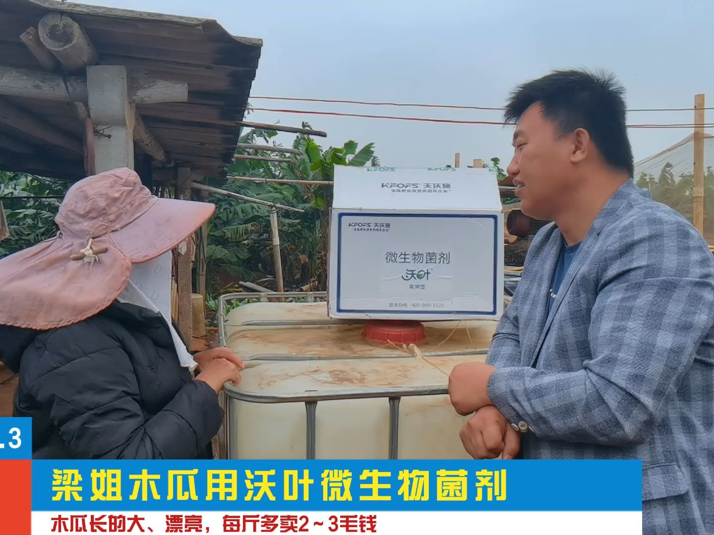 微生物菌剂-木瓜原来根腐病,黄化严重,长不大,用3次夫沃施沃叶微生物