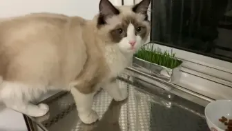 来一盘无土栽培的猫草吧 哔哩哔哩 Bilibili