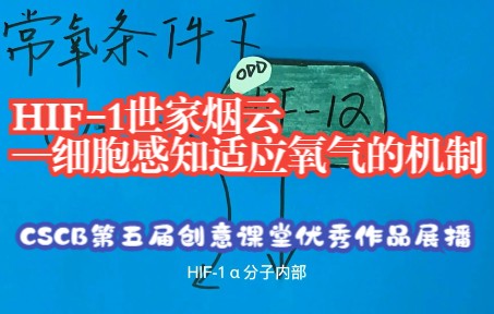 HIF1世家烟云—细胞感知适应氧气的机制——中国细胞生物学学会第五届创意课堂优秀作品展播哔哩哔哩bilibili