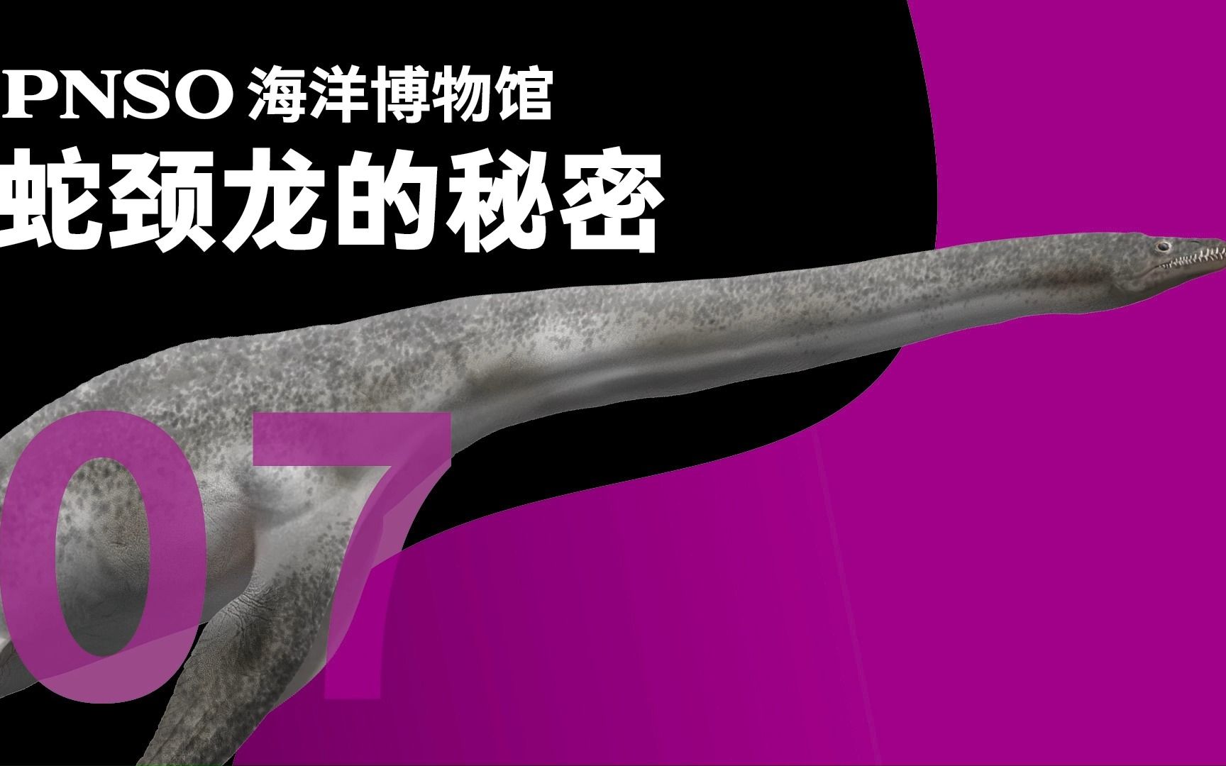 颈椎数量众多的原始蛇颈龙类——蛇颈翼龙 修内 | PNSO海洋博物馆哔哩哔哩bilibili