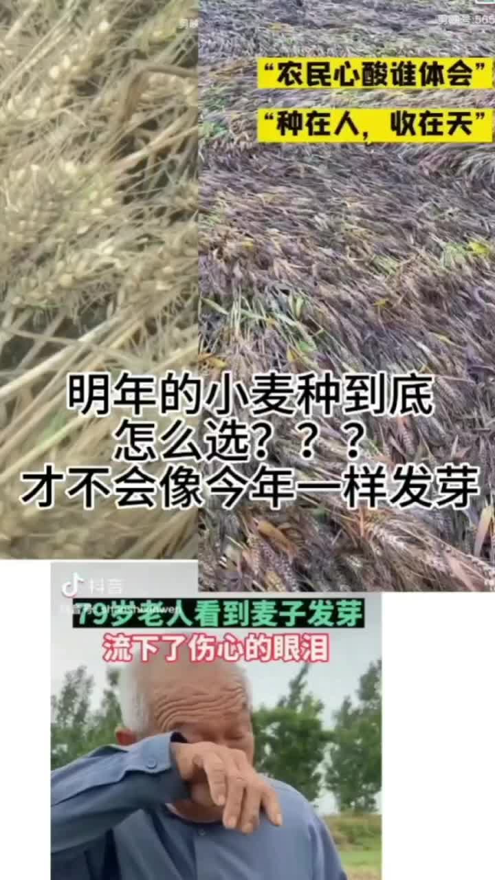 高产玉米种子推荐,高产玉米种子厂家,专业提供高品质的玉米种子;玉米棒子批发,欢迎来了解哔哩哔哩bilibili