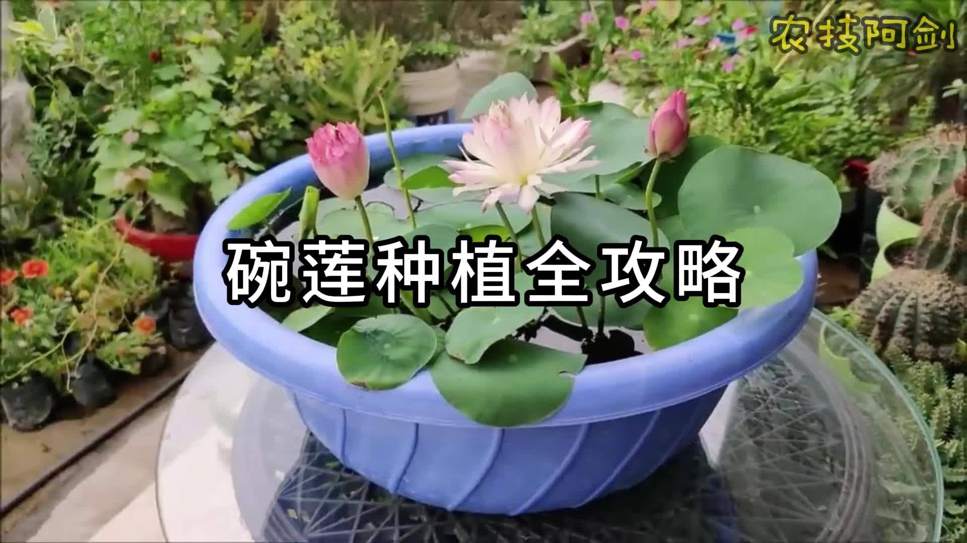 碗莲种植全攻略哔哩哔哩bilibili