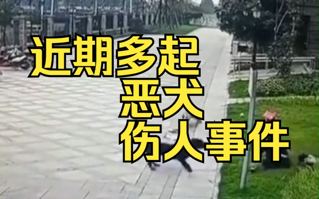 近期多起恶犬伤人事件哔哩哔哩bilibili