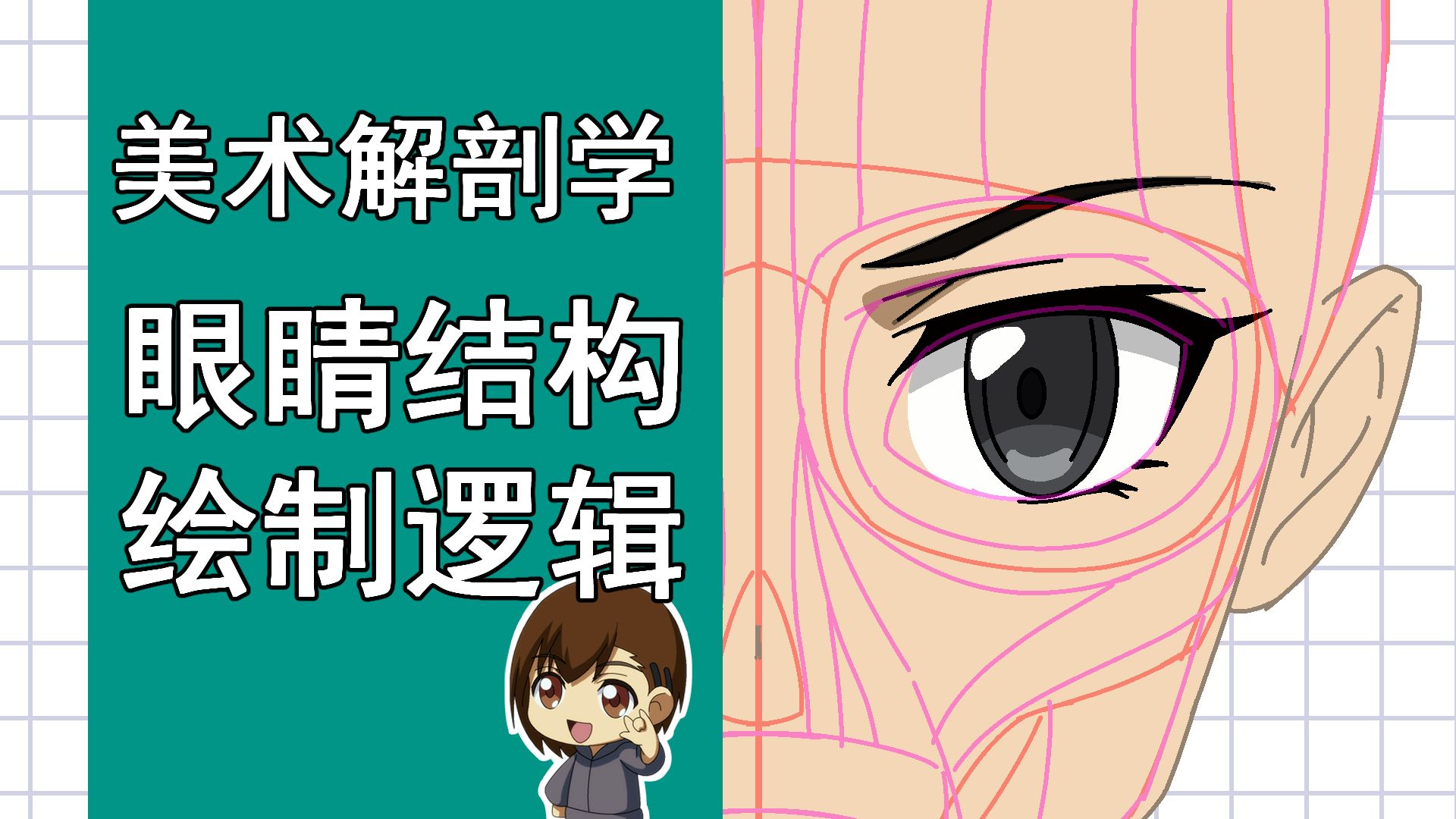 美术解剖学-19-眼睛结构与绘制逻辑
