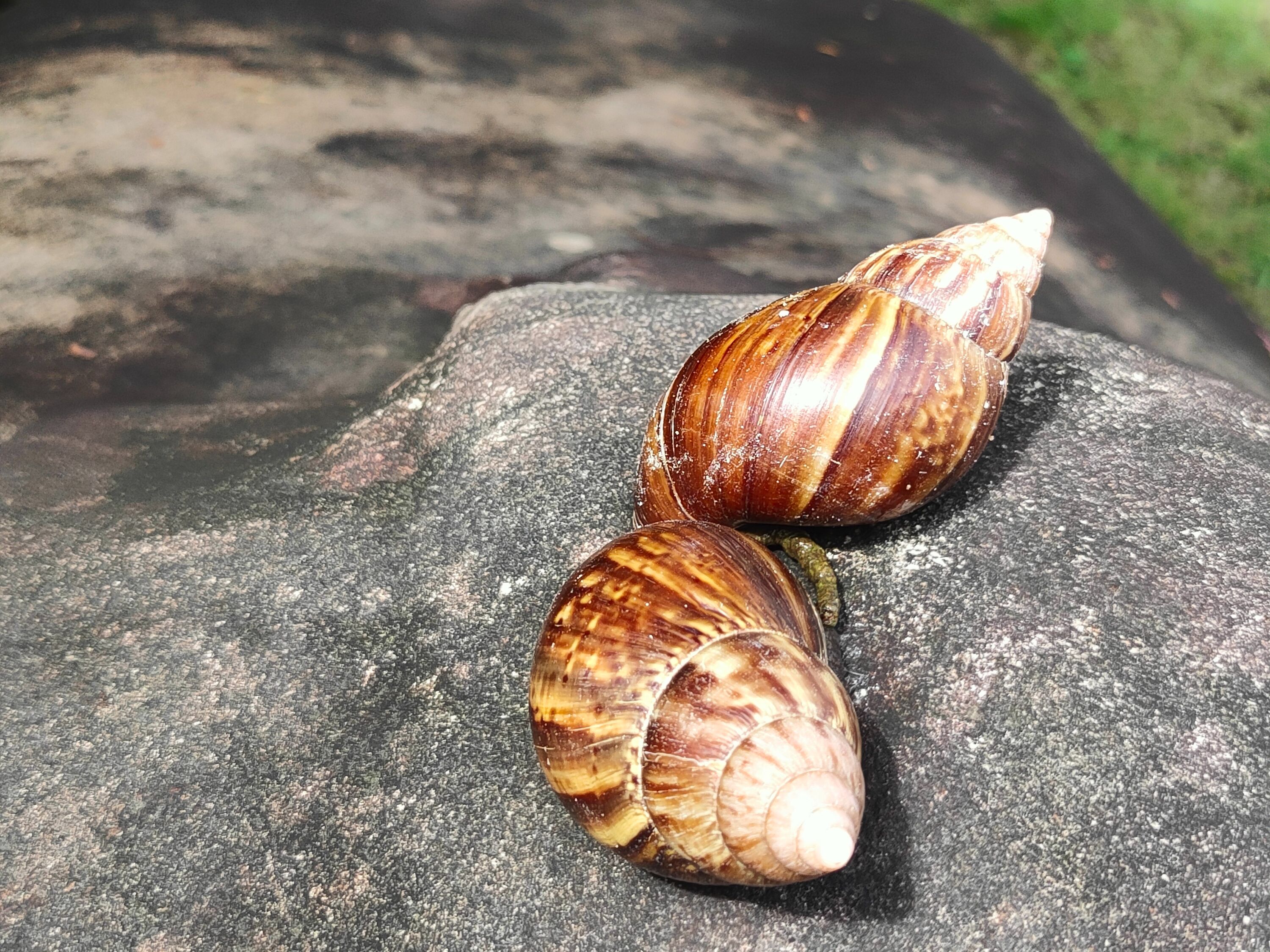 非洲大蜗牛趋向高处?