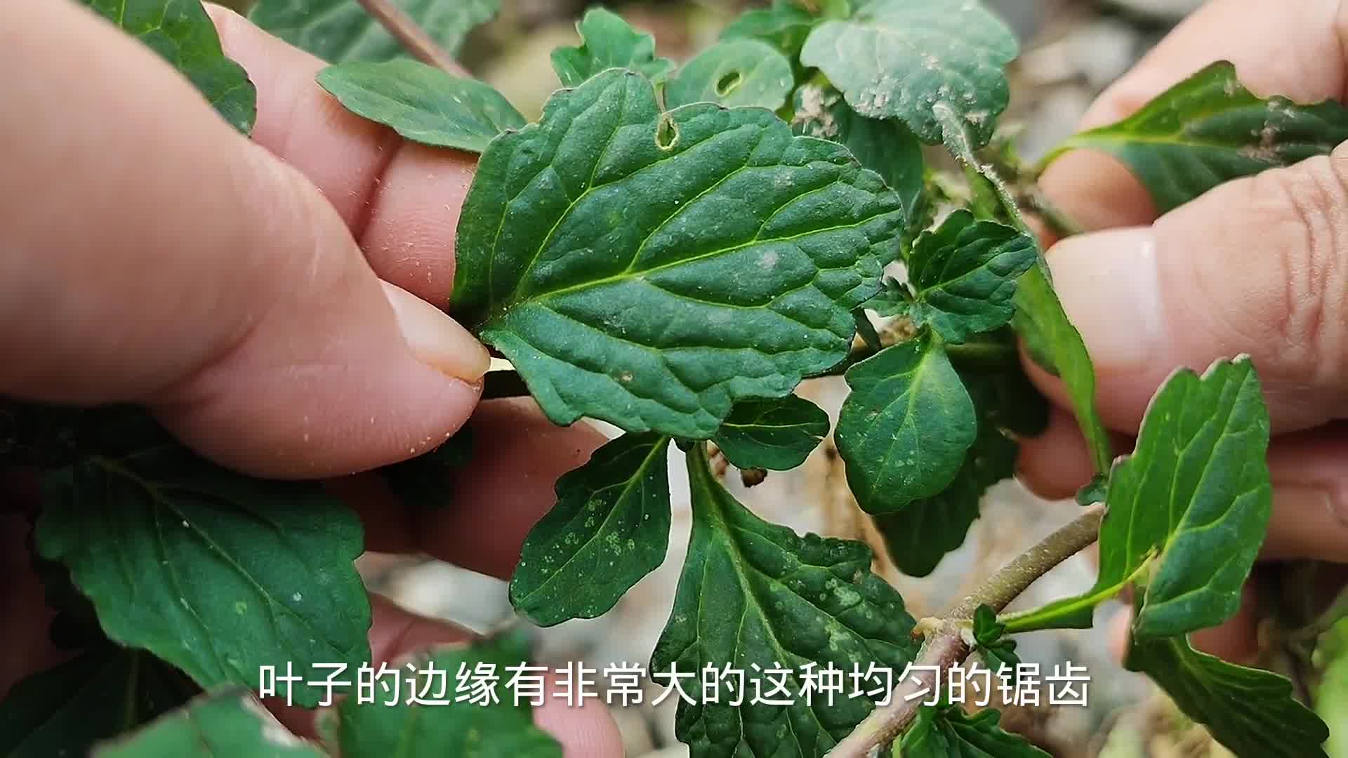 这种野生植物叫做“透骨草”,功效多价值高,可惜农民把它当杂草哔哩哔哩bilibili