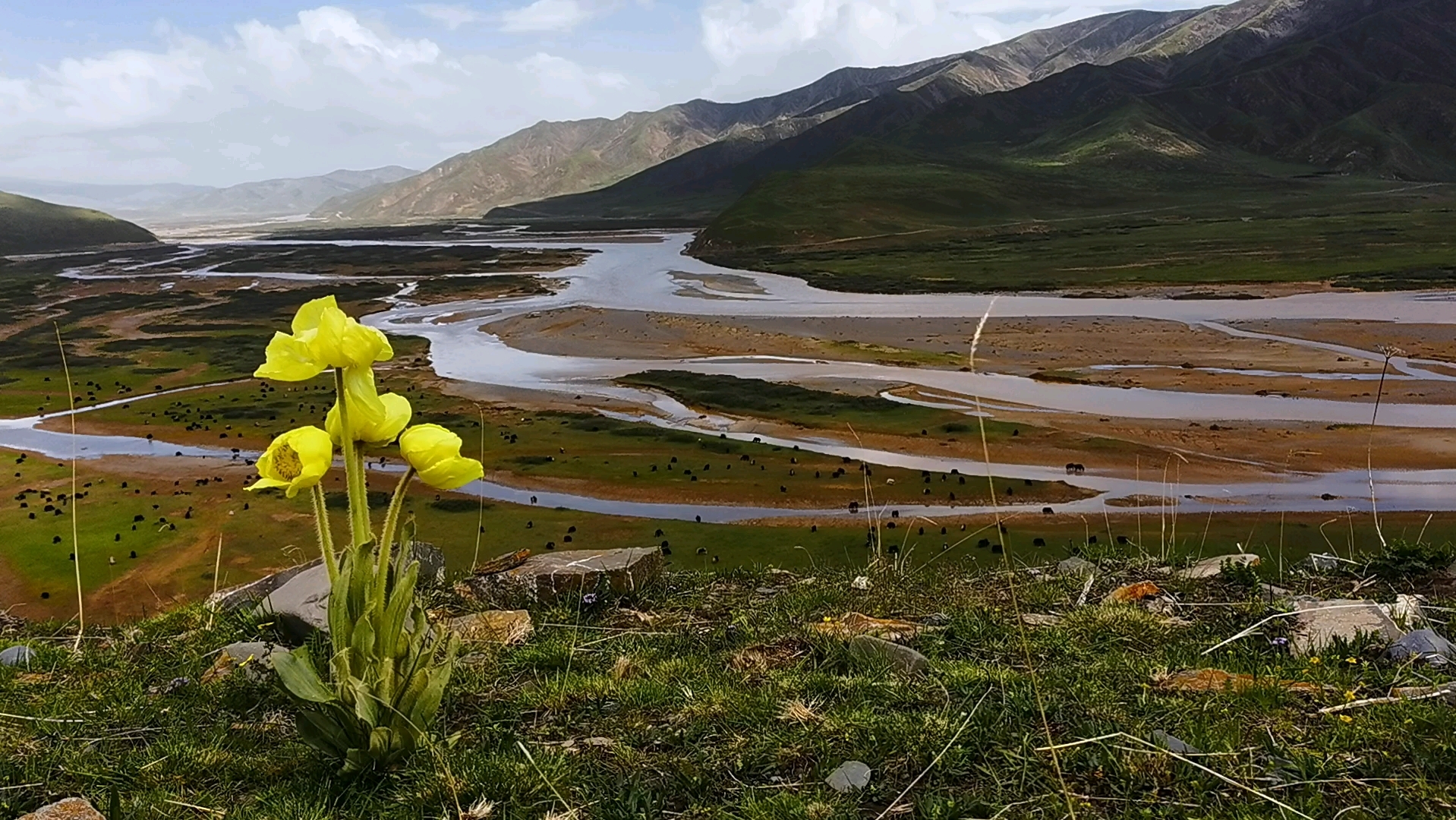 达日的黄河谷地