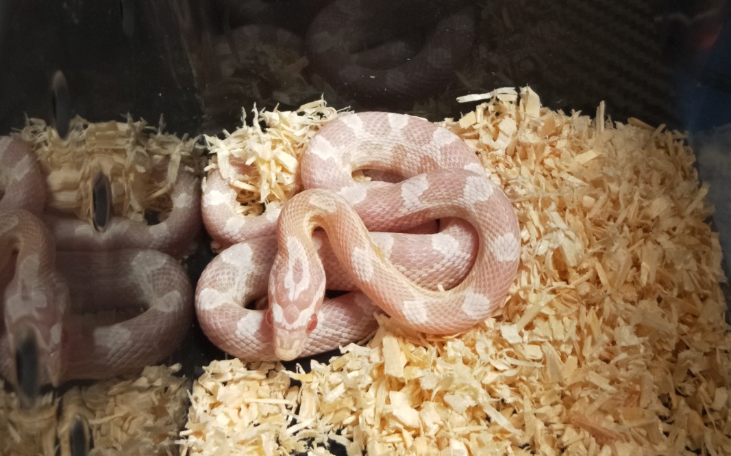 玉米蛇-一条不贵还超级可爱的玉米蛇开箱