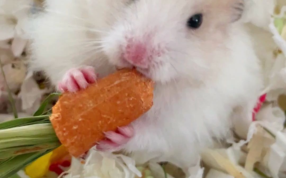 仓鼠吃东西的可爱瞬间