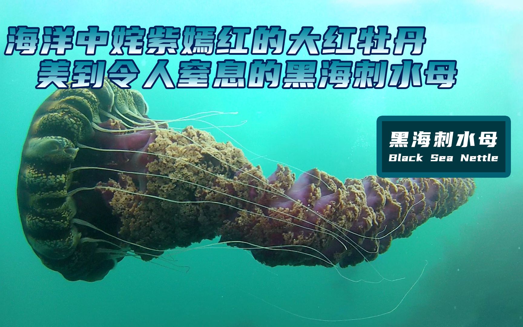 [图]海洋中姹紫嫣红的大红牡丹，美到令人窒息的黑海刺水母