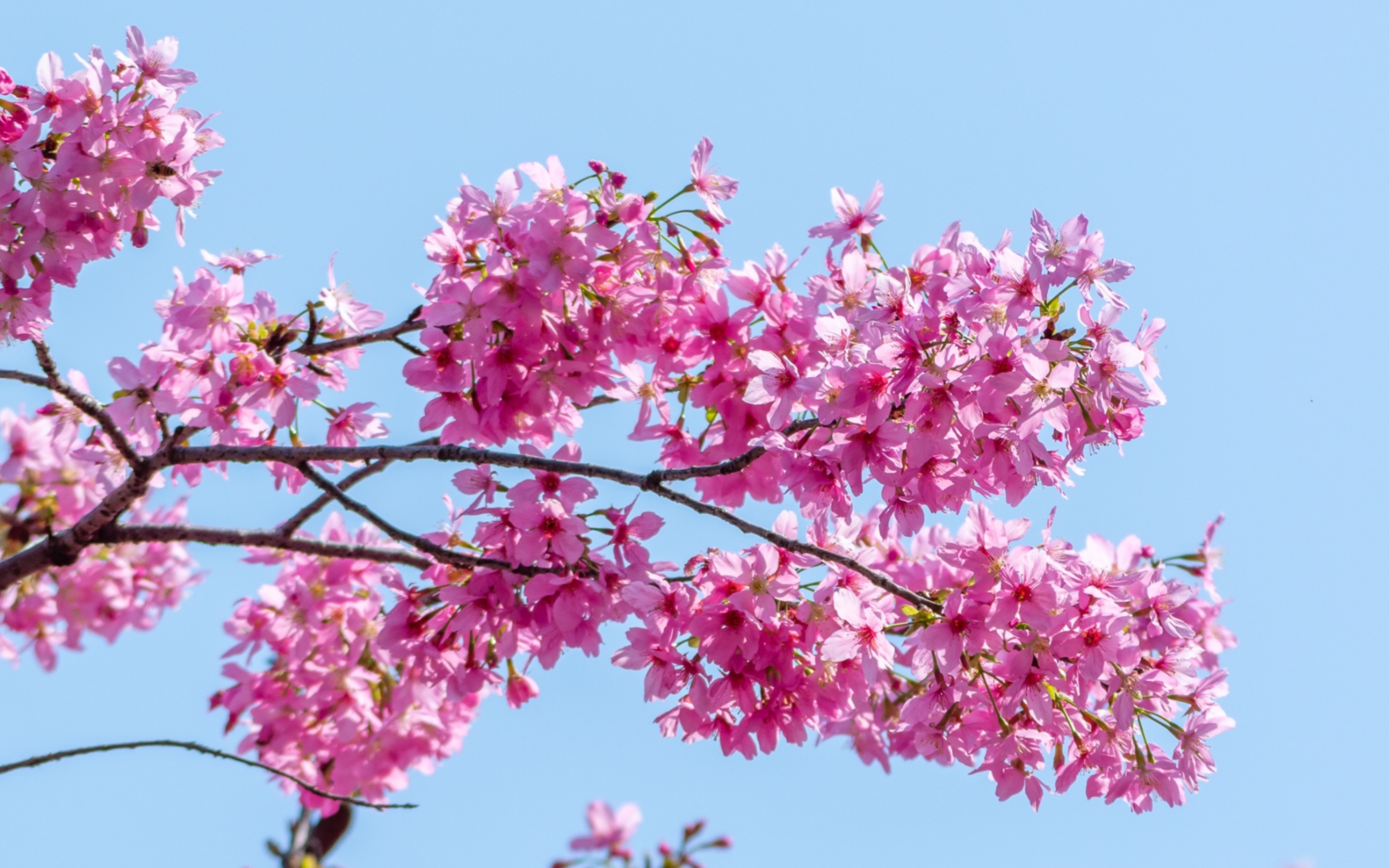 满树粉色的樱花开出了春天的浪漫