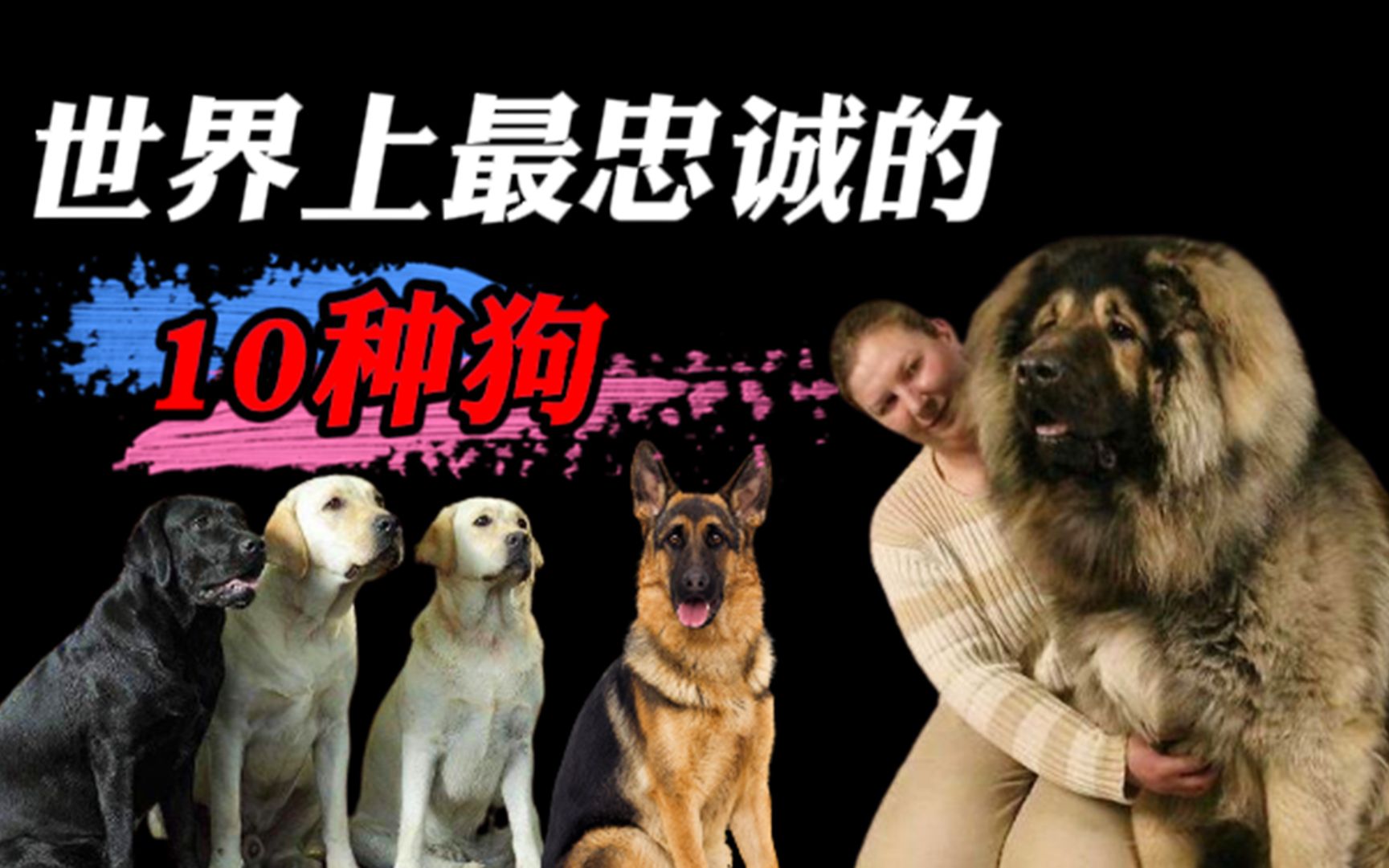 [图]世界10大忠犬排名，中华田园犬强势入榜，为什么藏獒不够忠诚？