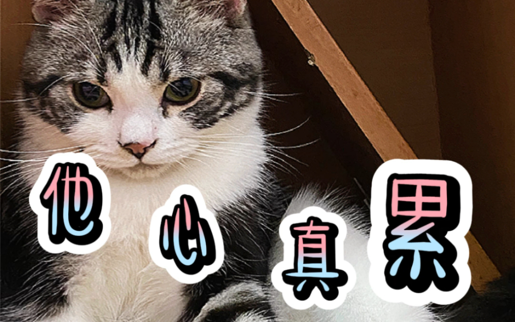 小猫咪也有烦恼 只是它不会发朋友圈(.﹒15︿﹒15.