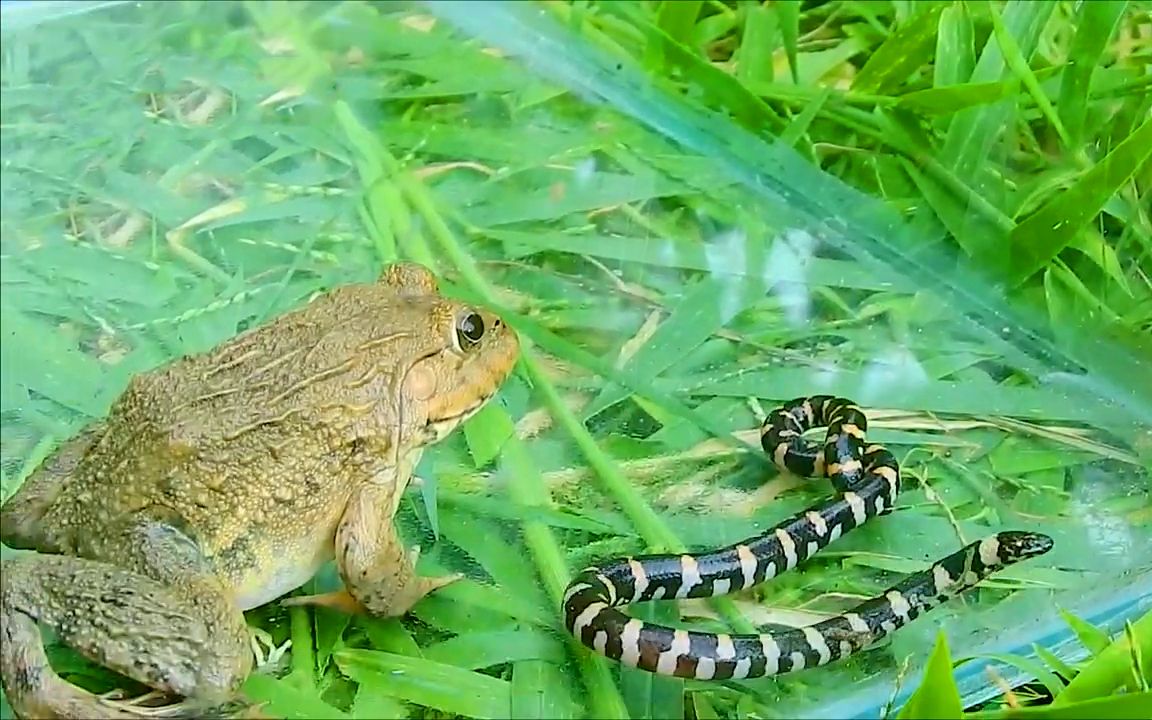 虎纹蛙吃蛇图片