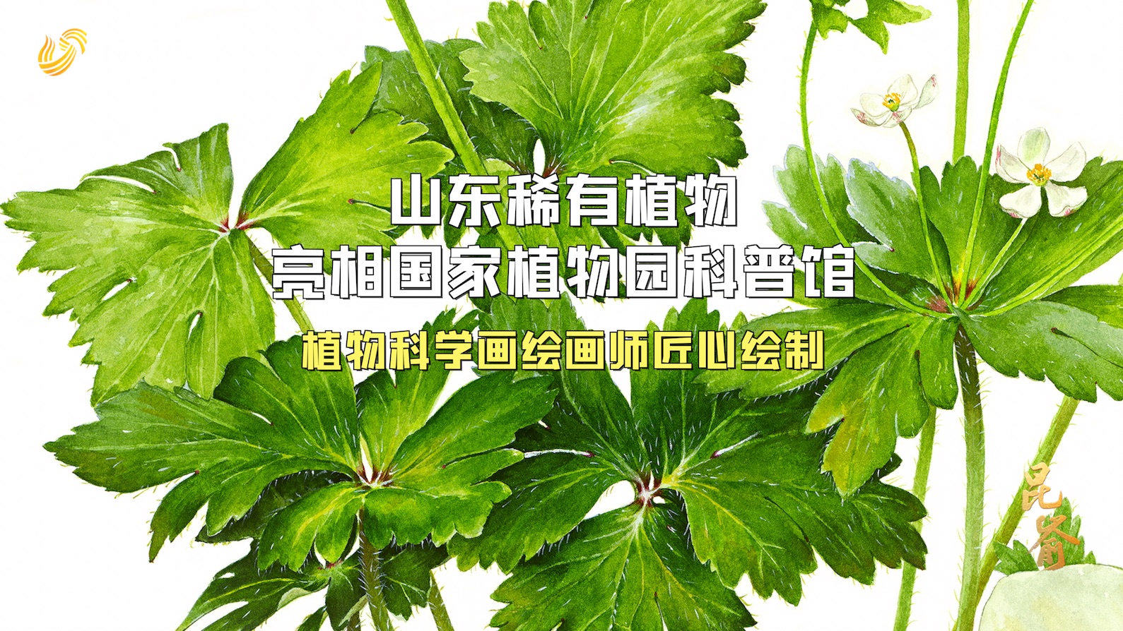 山东银莲花图片