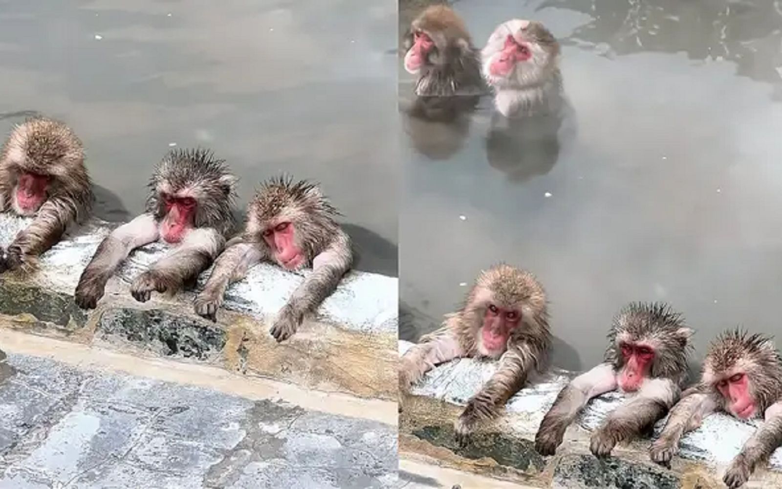 猴子集体泡温泉表情很享受, 网友直呼: 猴哥是懂养生的,真是会享受啊