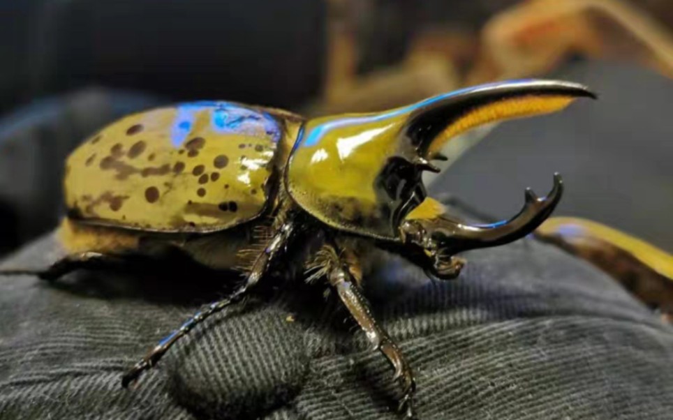 墨西哥白兜对虫开箱