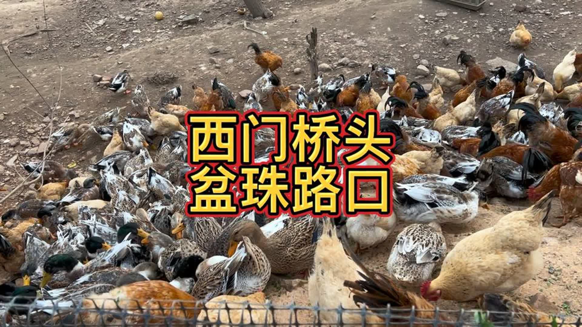 西门桥头盆珠路口,土鸡土鸭