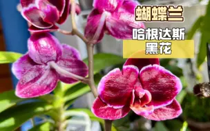 Download Video: 【蝴蝶兰】蜡质花第三期，哈根达斯返祖黑花