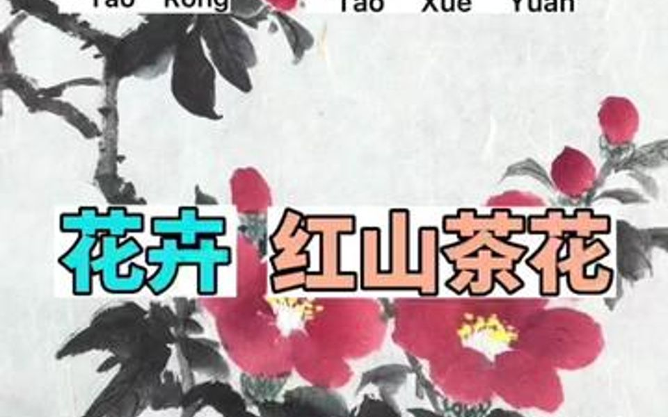 [图]山茶花红艳艳