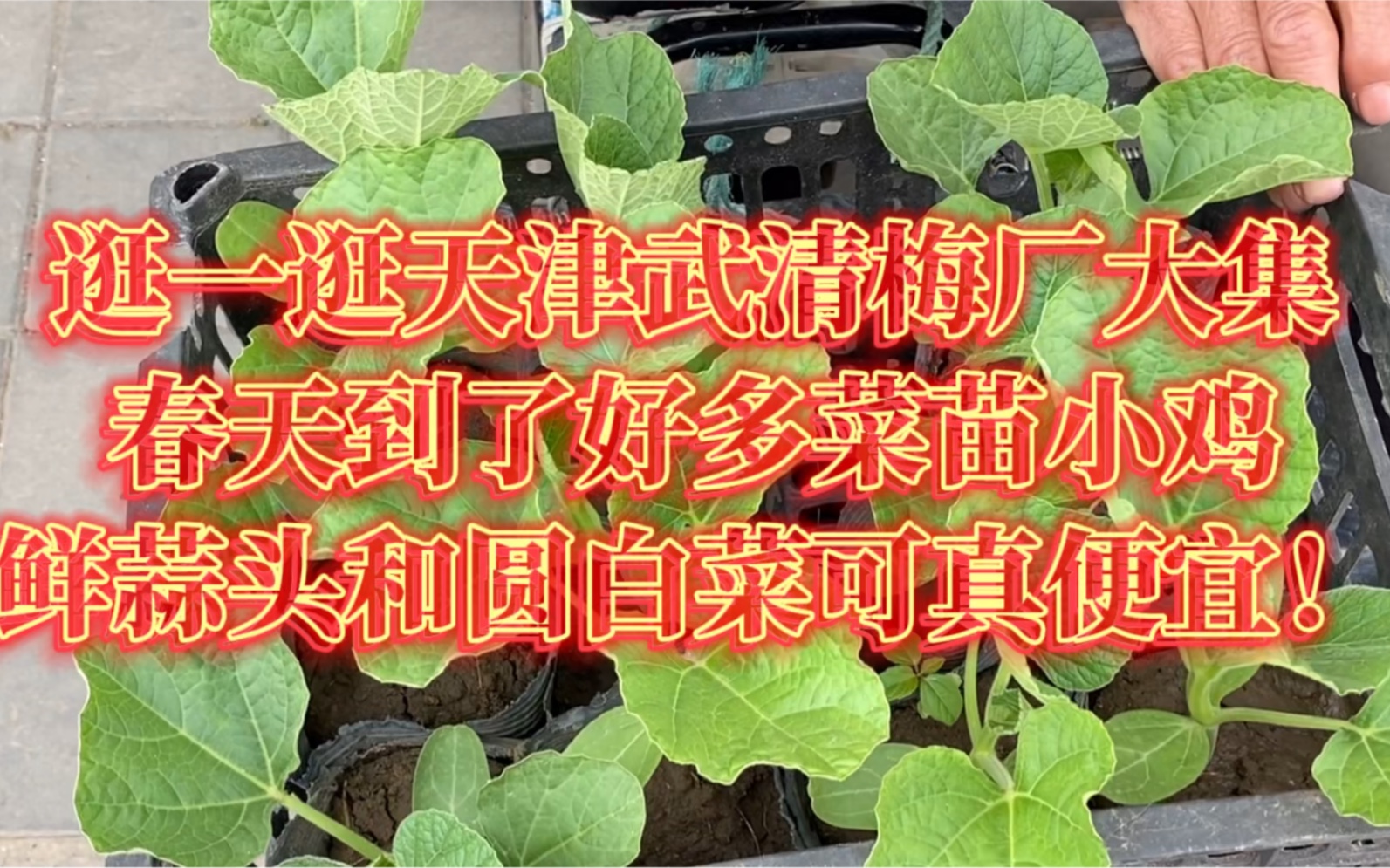 逛一逛天津武清梅厂大集春天到了好多菜苗小鸡鲜蒜头和圆白菜可真便宜