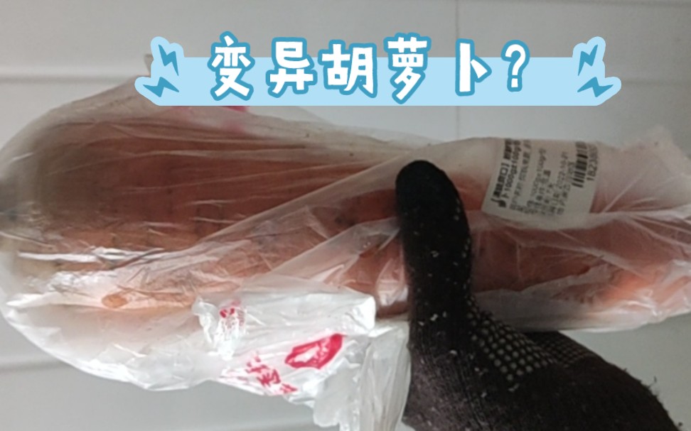 超大胡萝卜,这是巨型变异胡萝卜?