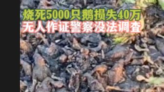 村民烧秸秆引燃鹅棚,外地养殖户损失40多万,本地村民不做证,警察无证据可查哔哩哔哩bilibili