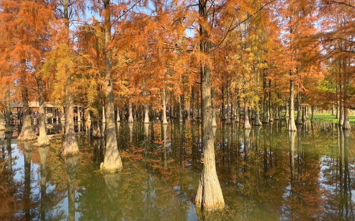 上海 松江广富林 青浦西郊野公园