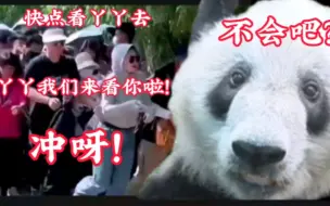 Download Video: 北动发布丫丫最新画面，北京动物园游客爆涨！丫丫幸福感爆棚了！