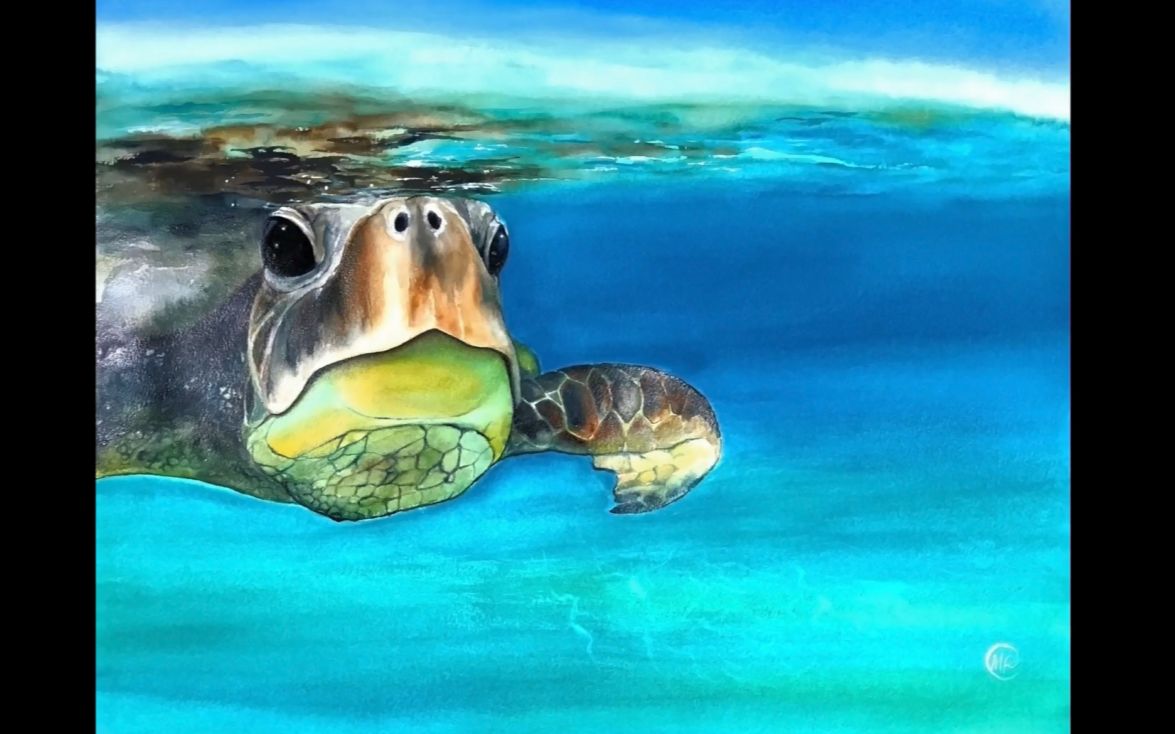 水彩动物教程画一只水底悠闲自在的海龟