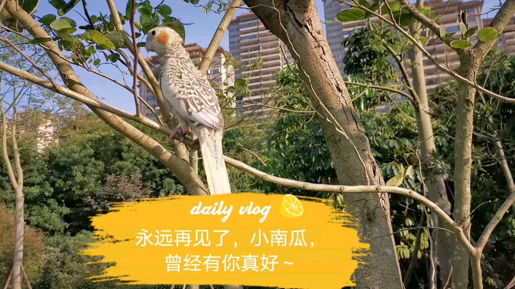 再见小南瓜感谢曾经的陪伴不是你需要我而是我需要你