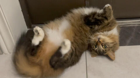 长毛狸花猫发情了浑身痒痒 眼巴巴地望着主人求摸摸 哔哩哔哩