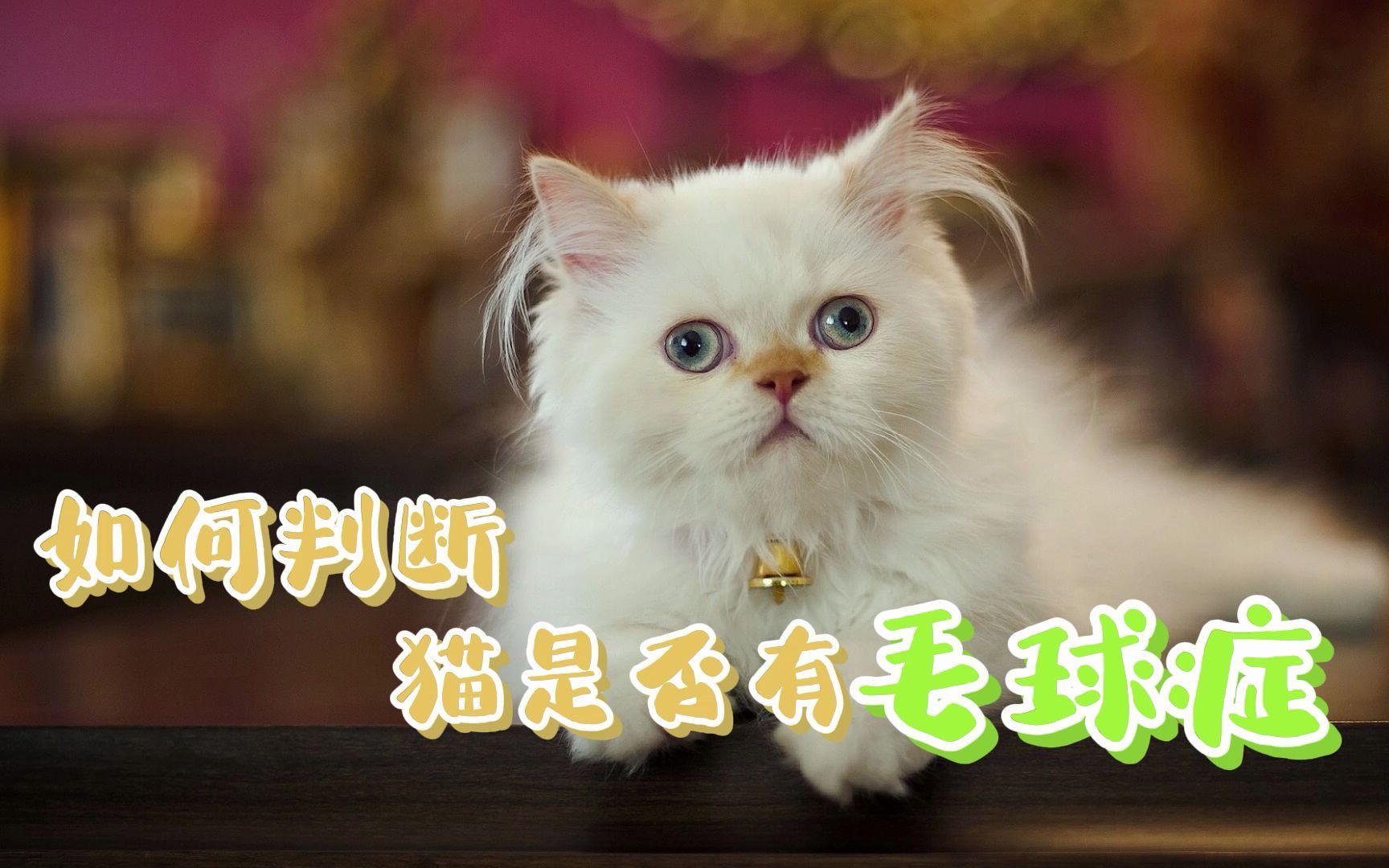 如何判断猫是否有毛球症哔哩哔哩bilibili