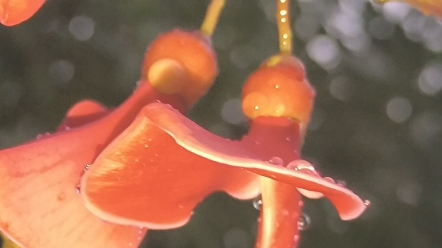 [图]雨中花，下雨