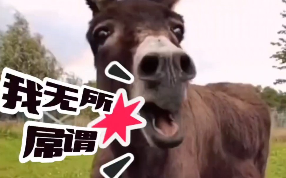 朗朗上口雅俗共赏!太好听了#罗刹海市 #刀郎