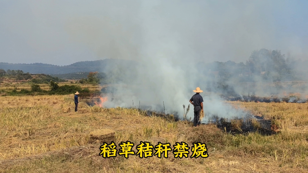 回收稻草秸秆喂牛,湖南常德农村,以后可能会越来越难哔哩哔哩bilibili