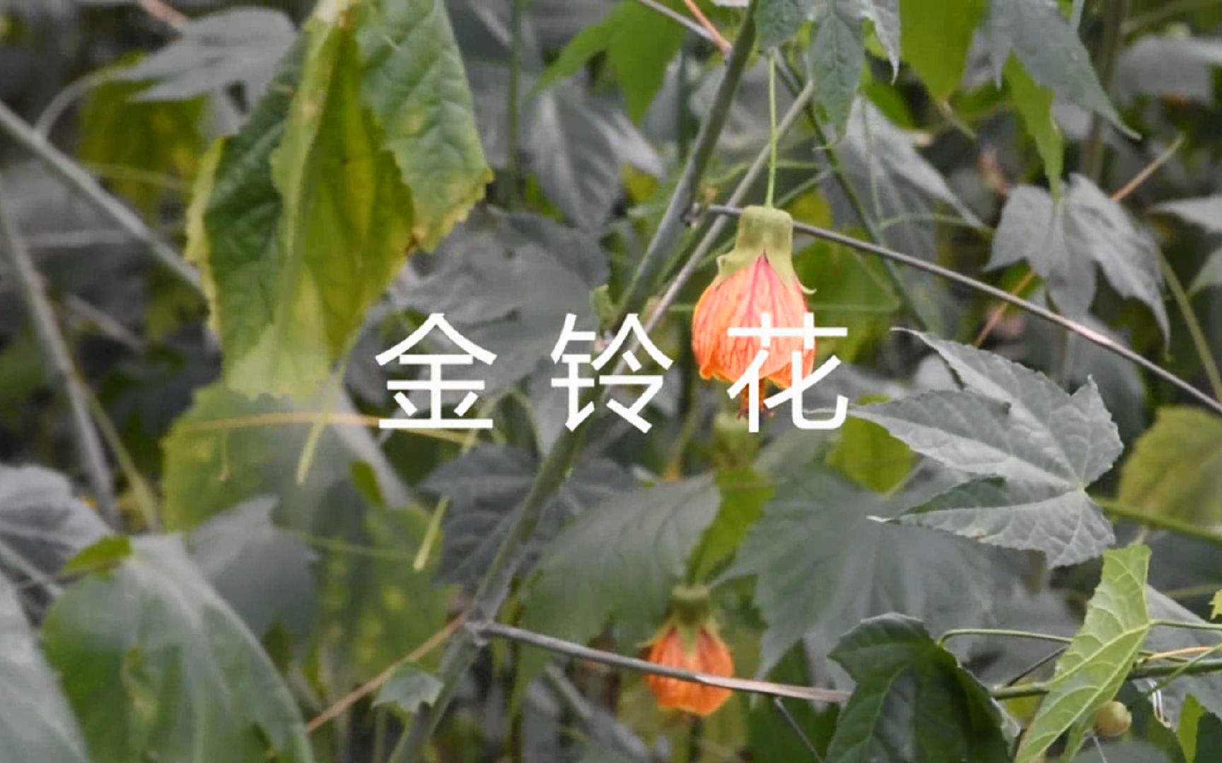 一分钟植物志 金铃花Abutilon striatum Dickson 苘麻属 Abutilon 锦葵科 Malvaceae哔哩哔哩bilibili