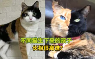 Download Video: 《不同猫生下来的孩子》长相很离谱